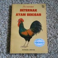 Beternak Ayam Bekisar