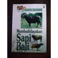 Membudidayakan sapi bali