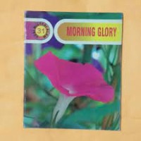 Morning Glory